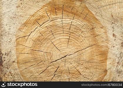 Background of split wood. Close up wood texture