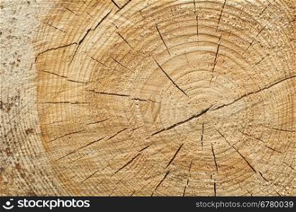 Background of split wood. Close up wood texture