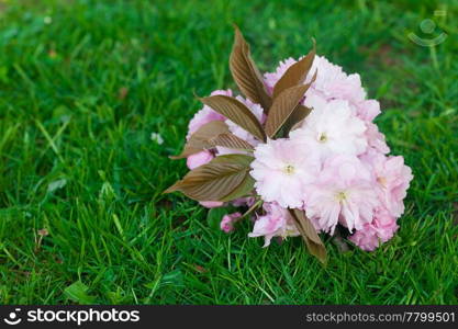 background of spring green grass and flower sakura