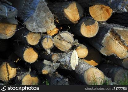 Background of stacked logs lit by evening sun