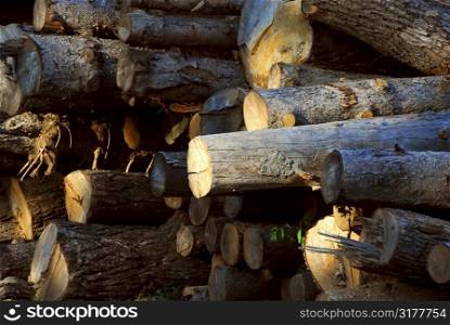 Background of stacked logs lit by evening sun, side view