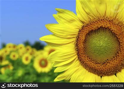 Background of sunflower field with one flower close up