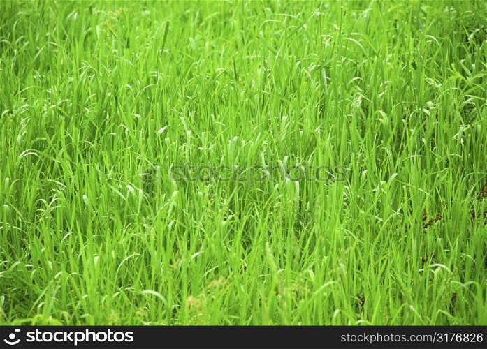 Background of tall grass wet from rain