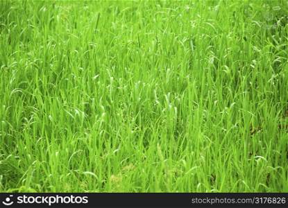 Background of tall grass wet from rain