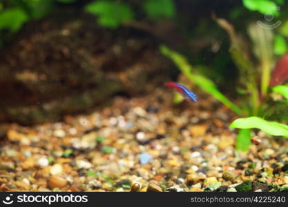 background of the aquarium with green plants