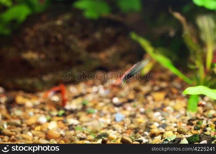 background of the aquarium with green plants