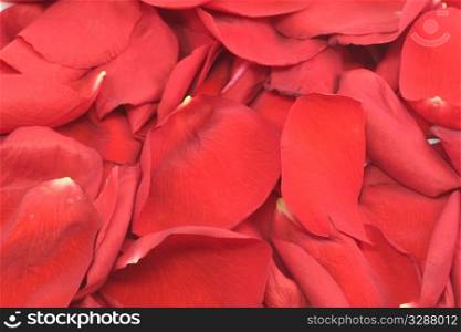background of the beautiful delicate red rose petals