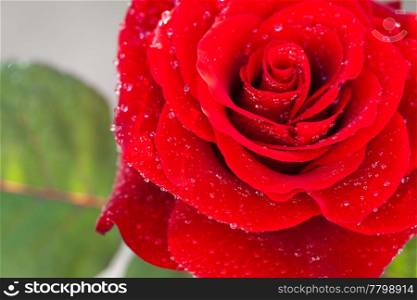 background of the big beautiful red rose with water drops
