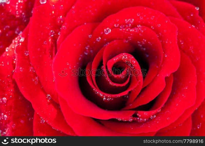 background of the big beautiful red rose with water drops