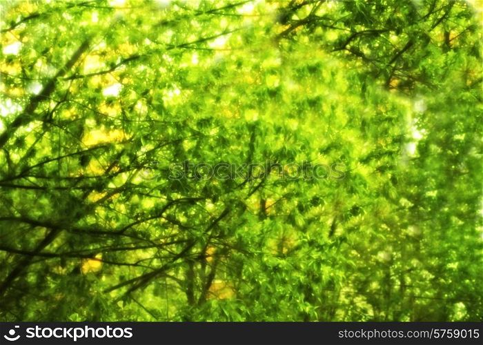 background of the branches with green leaves