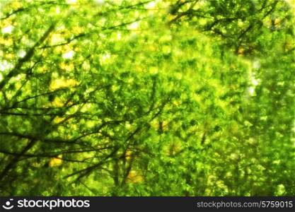 background of the branches with green leaves