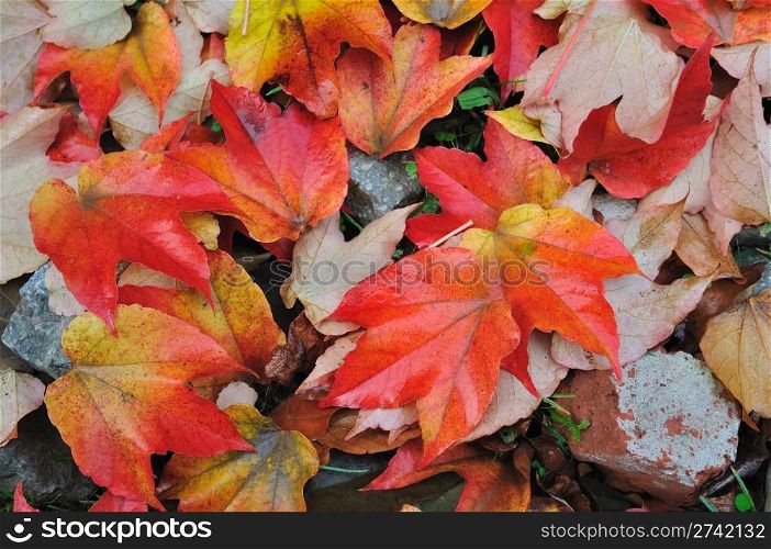 Background of the colorful fall leaves in the park