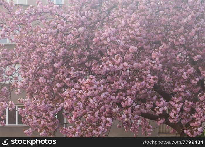 background of the flowers of sakura