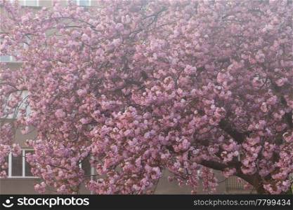 background of the flowers of sakura