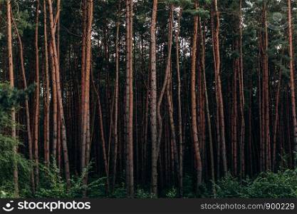 background of the forest. A fascinating pine forest.. A fascinating pine forest. background of the forest