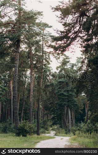 background of the forest. A fascinating pine forest.. A fascinating pine forest. road in the forest