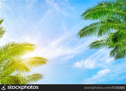 Background of the palm trees and sun in the blue cloudy sky, bottom view. Palm trees and sky