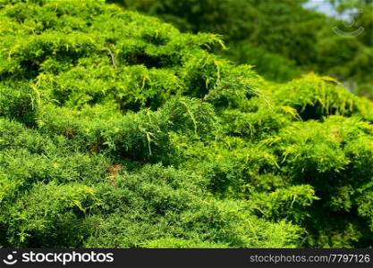 background of thuja