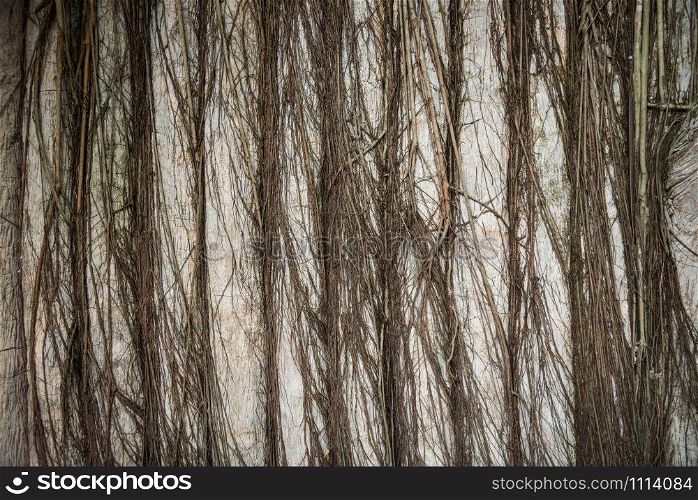 background of tree root cover the wall