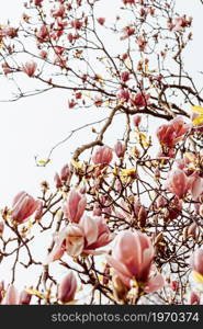 Background of tree with blooming flowers during the spring with a bright sky