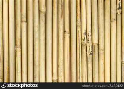 background of vertical bamboo shoots