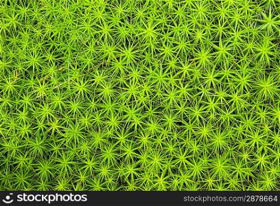 Background of vibrant lush green plants found in woodland