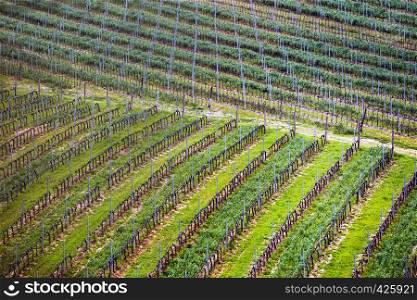 Background of vineyards in the hills of Tuscany in spring, Italy