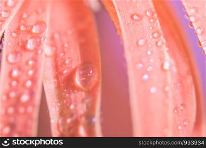 Background of water drops on pink flower petals