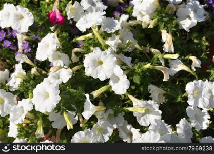 Background of white flowers in the flowerbed.