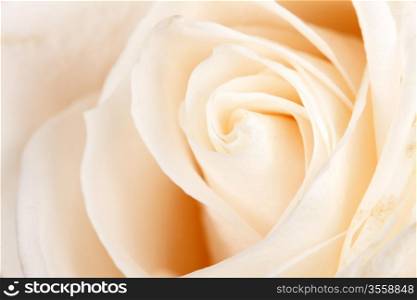 background of white roses close-up