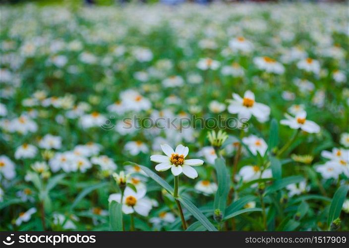 background of white zinnia in field