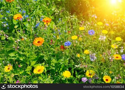 Background of wild flowers and sun.