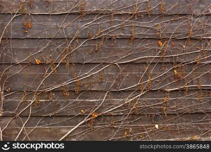 Background of wild wine growing on wooden fence