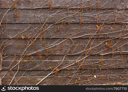 Background of wild wine growing on wooden fence