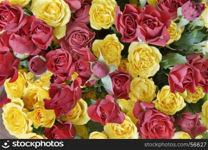 background of yellow and red roses