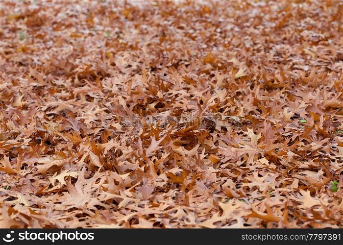 background of yellow autumn leaves