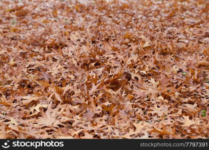 background of yellow autumn leaves