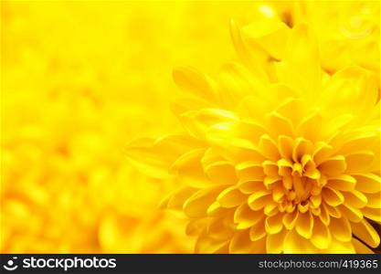 background of yellow chrysanthemum close-up