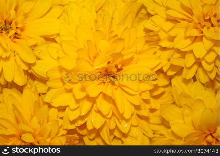 Background of yellow flowers Rudbeckia