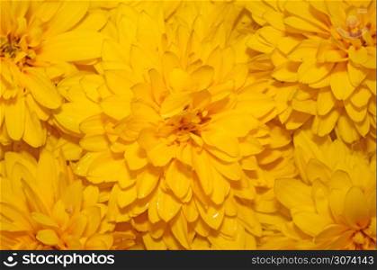 Background of yellow flowers Rudbeckia