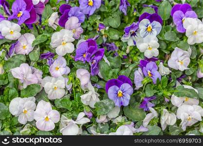 Background of yellow violets cultivation in a Dutch greenhouse. Background of yellow viola cultivation in a Dutch greenhouse