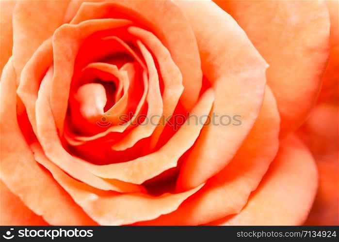 Background orange roses