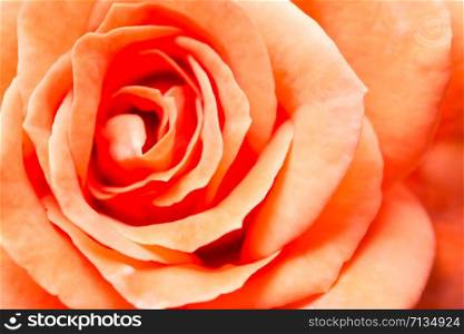 Background orange roses