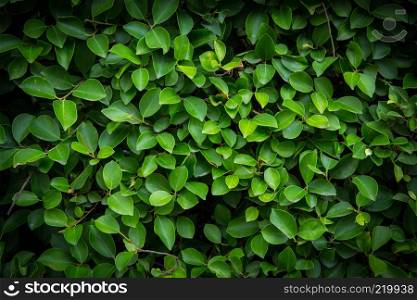Background Pattern - Green Leaves Wall or Green Bush Background.