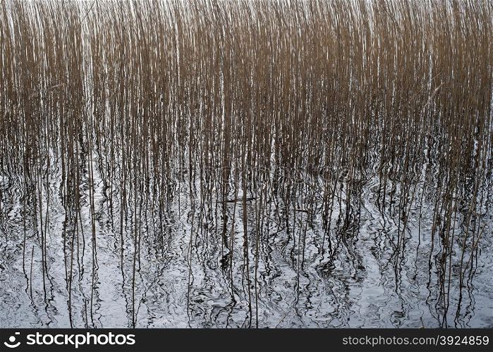 Background pattern of common reed, Phragmites, in a lake