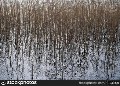 Background pattern of common reed, Phragmites, in a lake