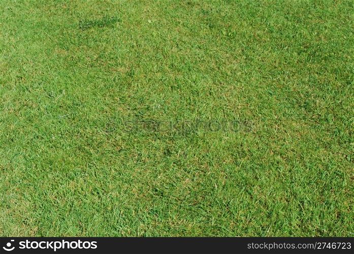background pattern of green grass field