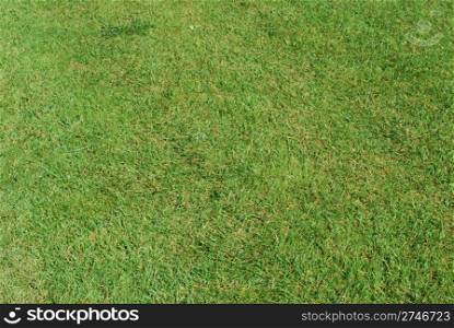 background pattern of green grass field