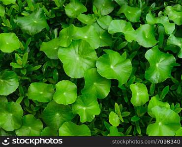 Background pattern of tropical dark green leaves.