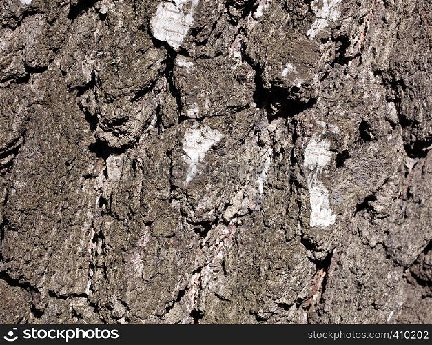 Background pattern with texture of bark old birch.. Horizontal Texture of bark old birch.